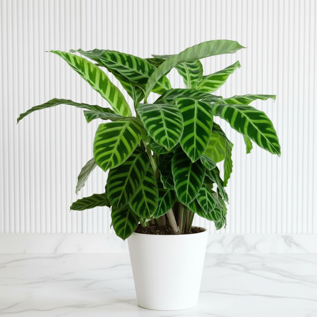 Calathea zebrina "Zebra Plant" 20 - 25cm - Greensouq -