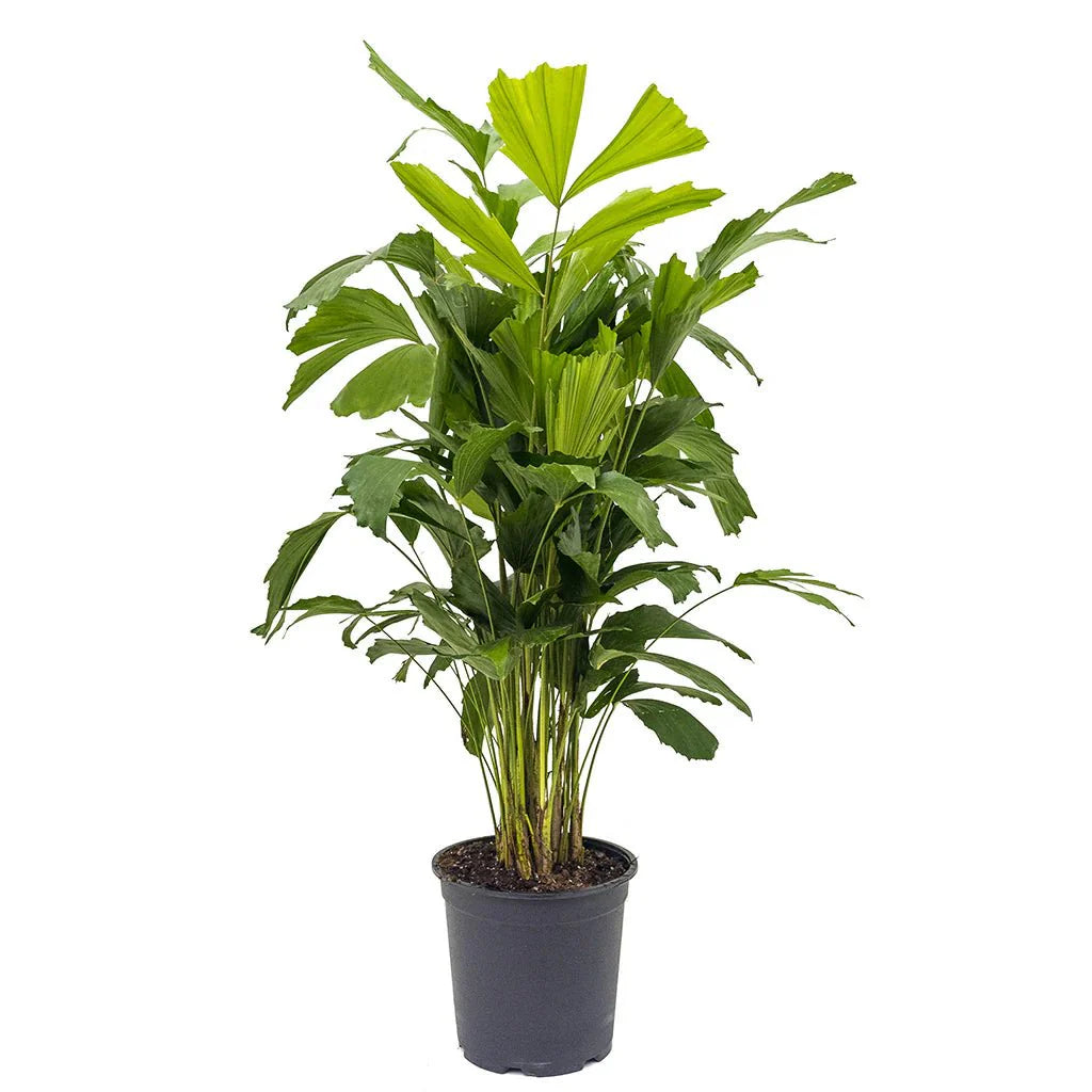 Caryota Mitis "Fishtail palm" نخيل ذيل السمكة - Greensouq -