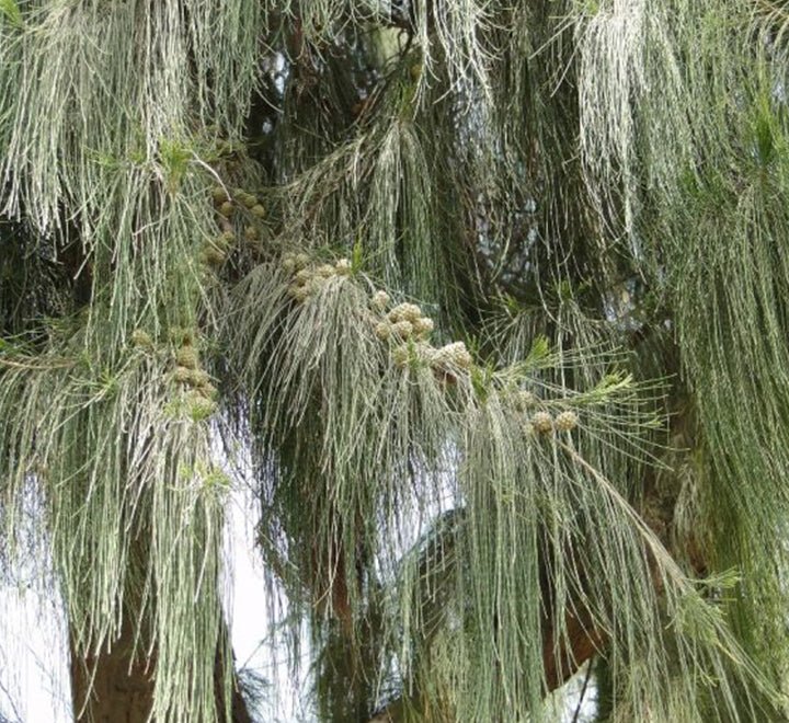 Casuarina Equisetifolia "Australian pine tree" 1.6 - 2.0m - Greensouq -