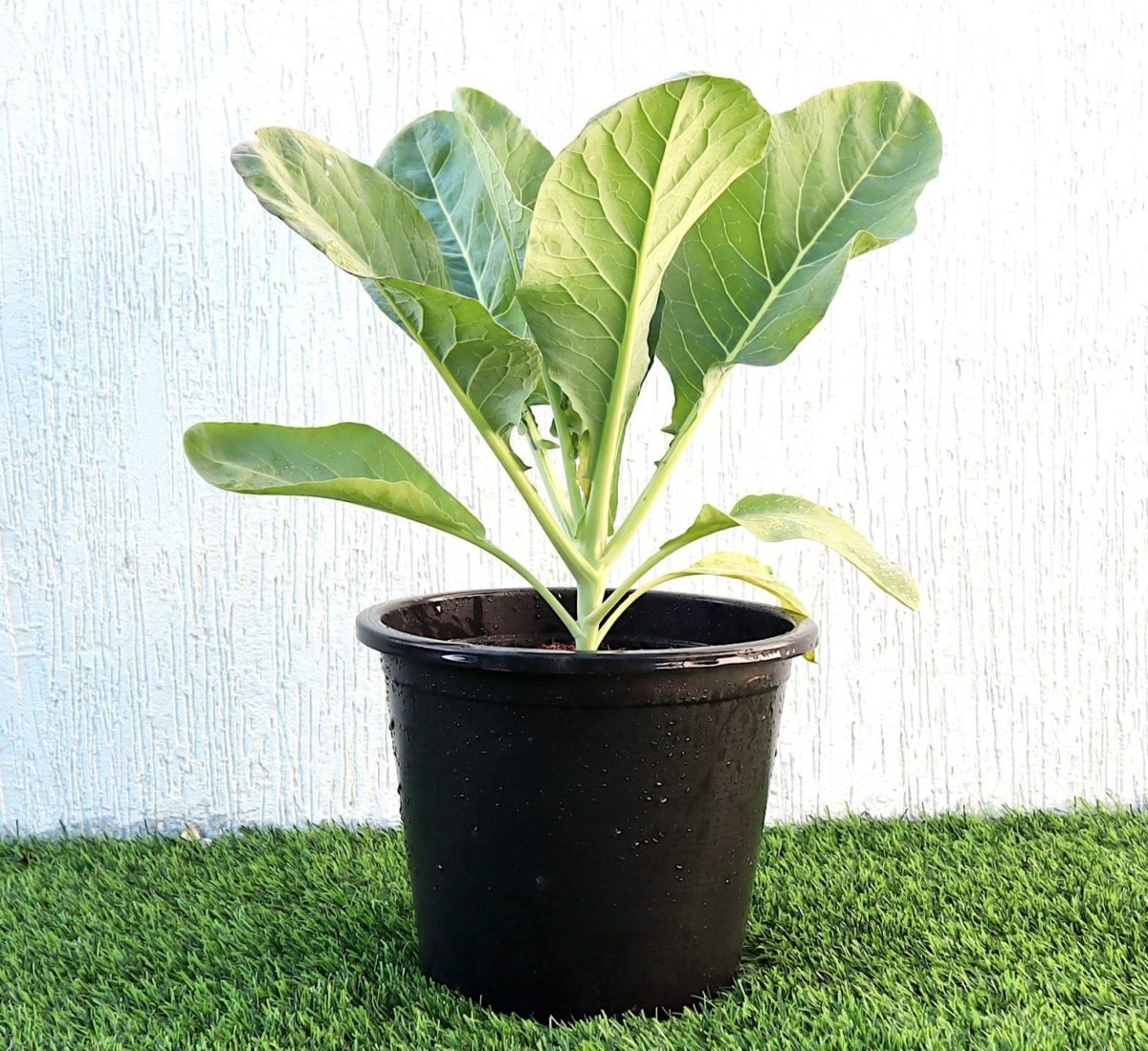 Cauliflower Organic Vegetable Plant - Greensouq -