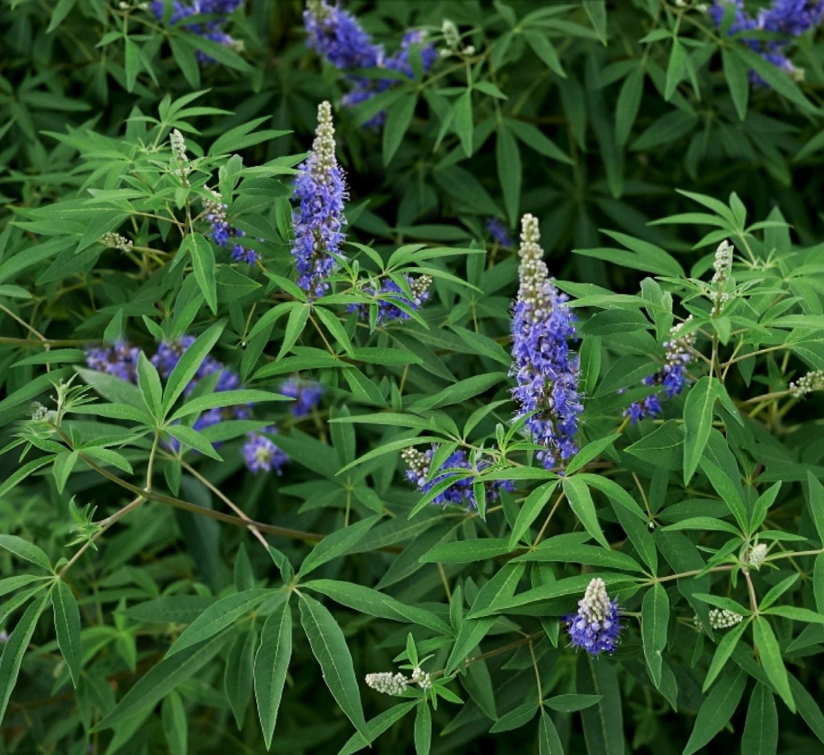 Chaste Tree or Wild lavender 0.8 - 1.0m - Greensouq -