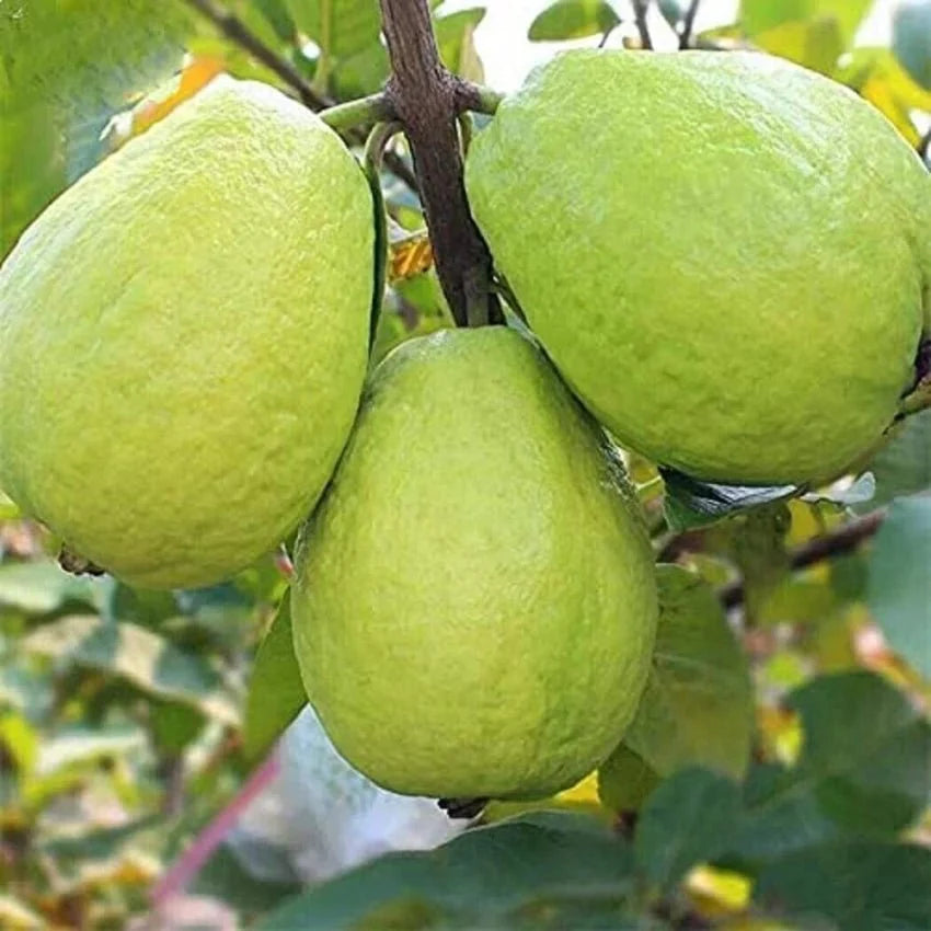 Chinese Guava (Psidium cattleianum)1.5 - 2.0m - Greensouq -