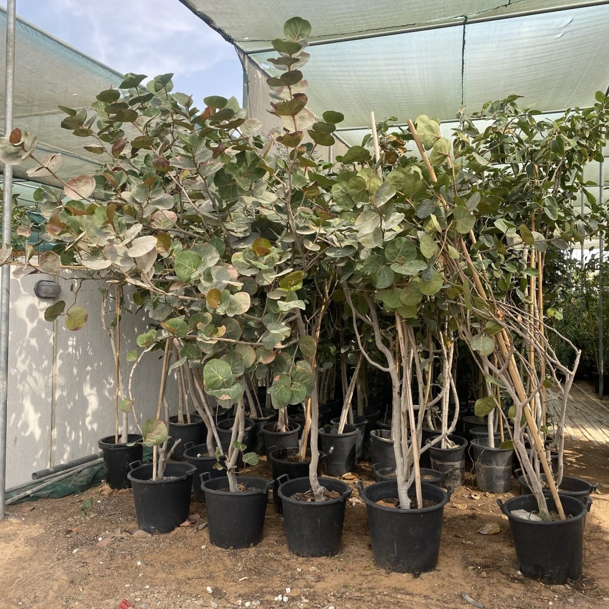 Coccoloba Uvifera or Sea Grape - Greensouq -