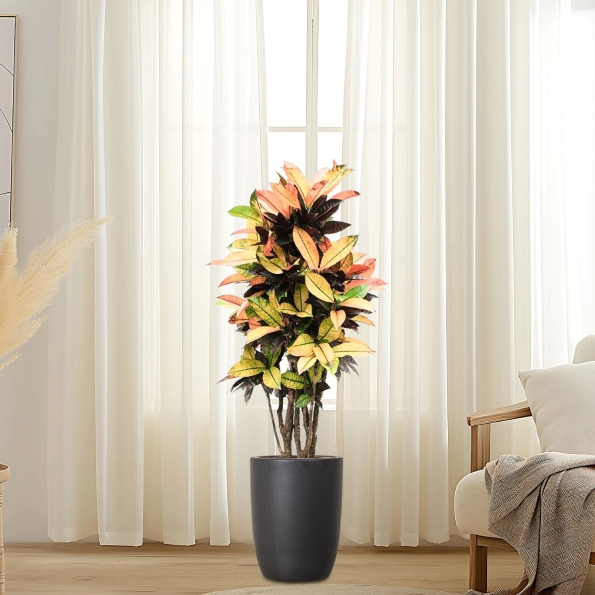 Codiaeum Variegatum (Croton), Mrs Iceton - Greensouq -