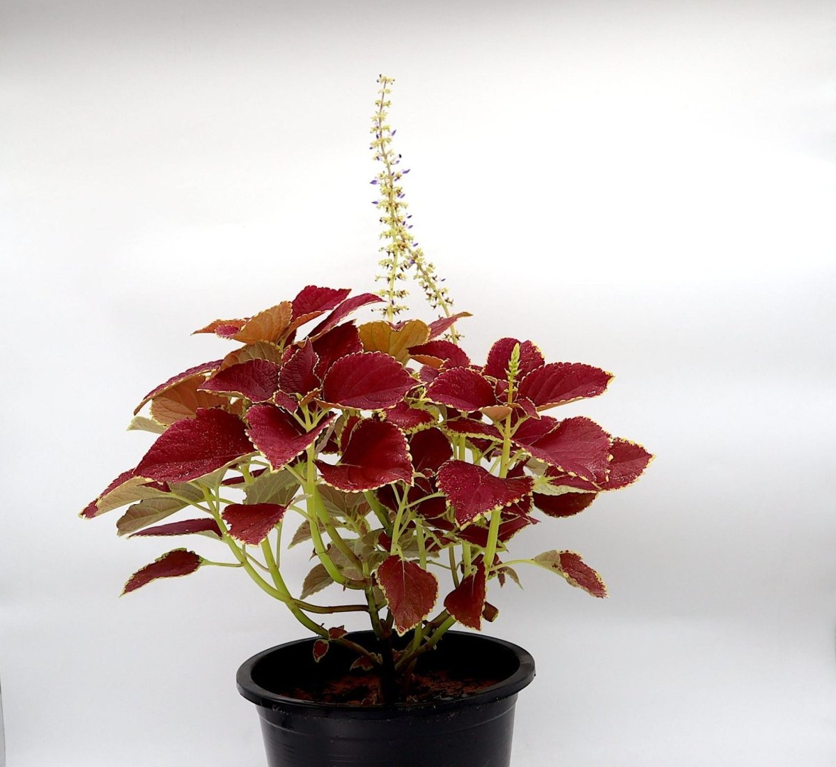 Coleus plant "6 ltr pot" - Greensouq -