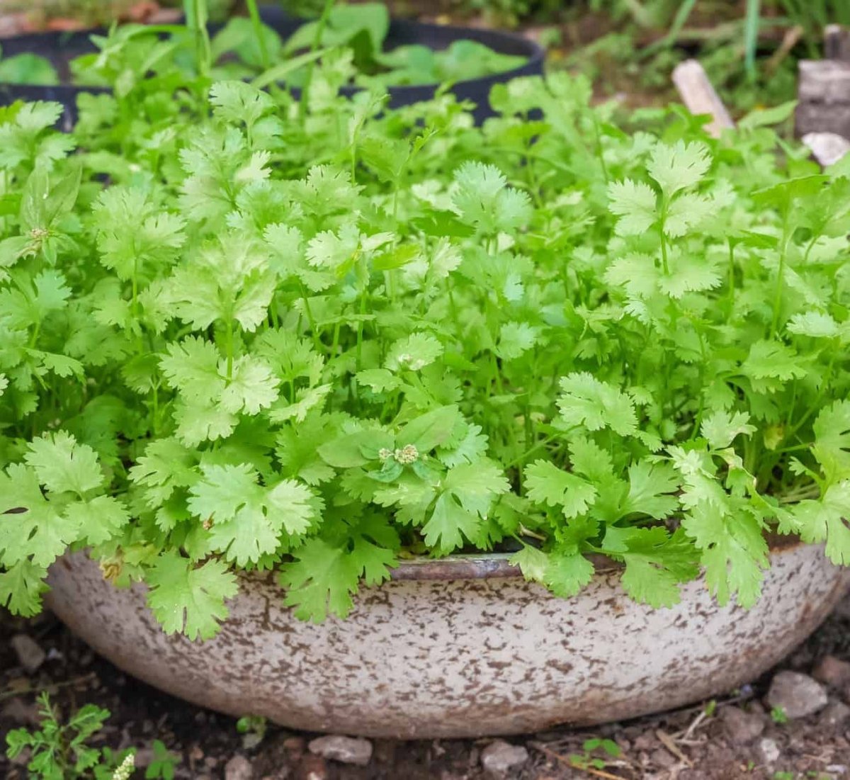 Agrimax Coriander Seeds - Greensouq -