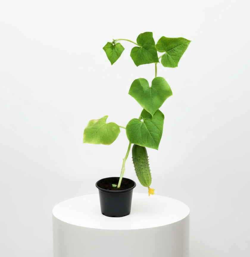 Cucumber Plant | Cucumis sativus | Kheera | Vegetable Plant 10 - 15 cm - Greensouq -