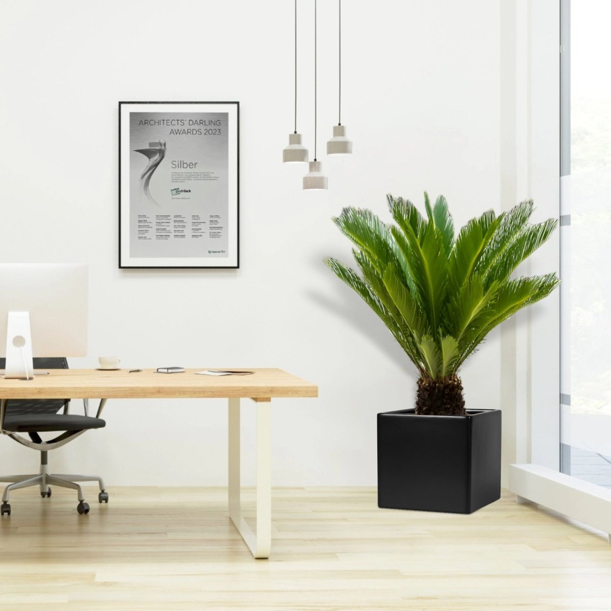 Cycas Revoluta "Sago Palm" in Grp Square Pot 40x40 - Greensouq -