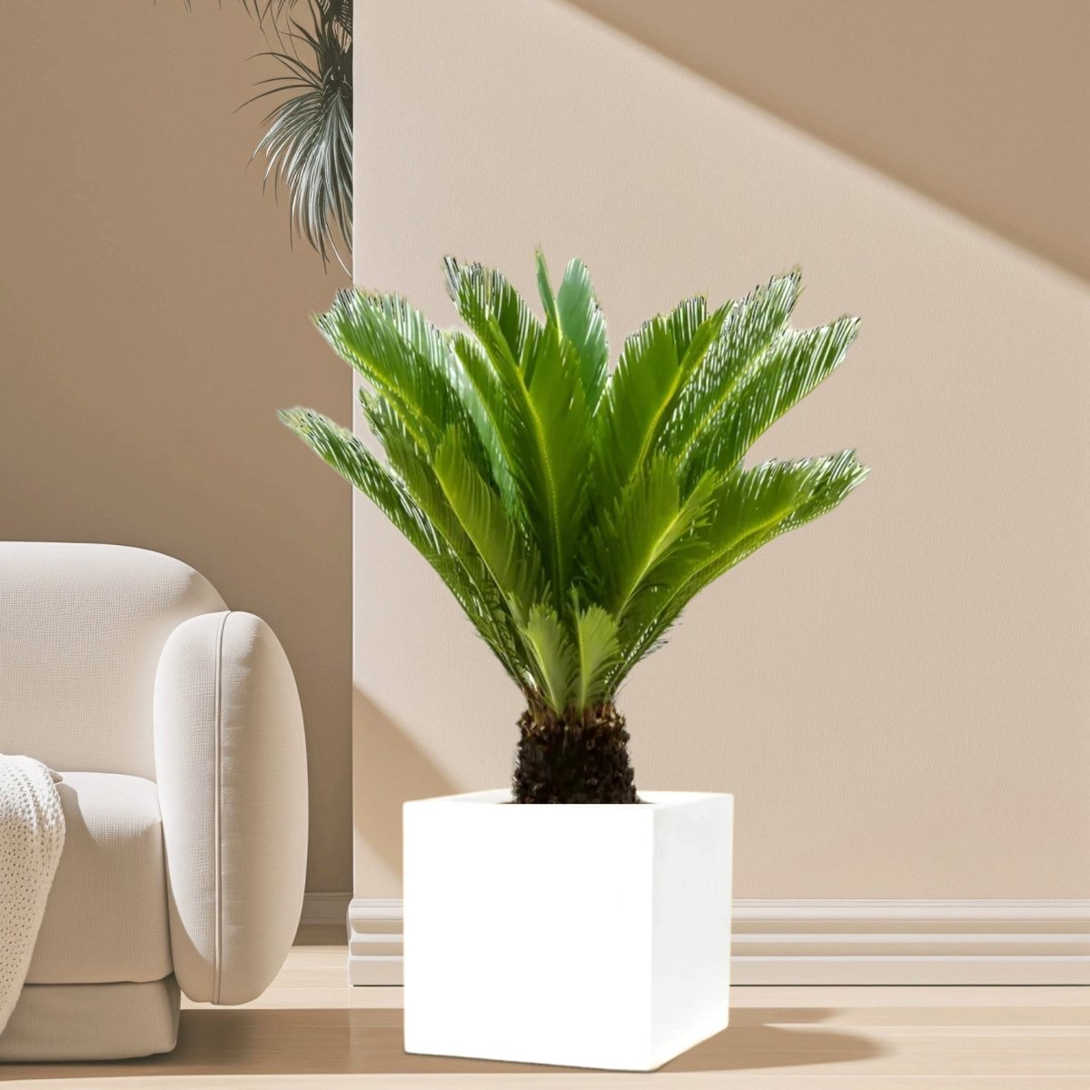 Cycas Revoluta "Sago Palm" in Grp Square Pot 40x40 - Greensouq -