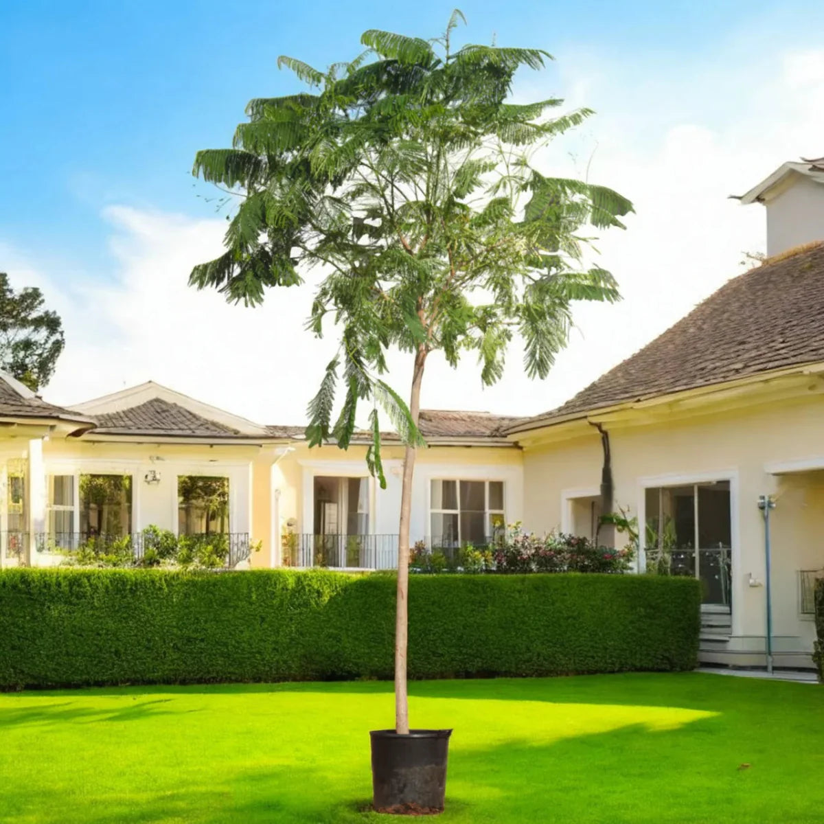 Delonix Regia, Flame Tree or Royal Poinciana - Greensouq -