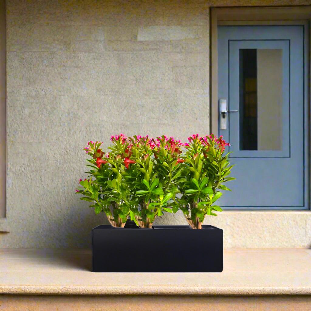 Desert Ros Trio in Rectangular Fiber Glass Planter (GRP) (70x30x30cm) - Greensouq -