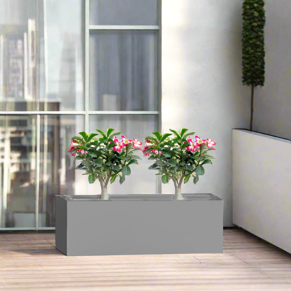 Desert Rose Duo in Rectangular Fiber Glass Planter (GRP) (60x30x30cm) - Greensouq -