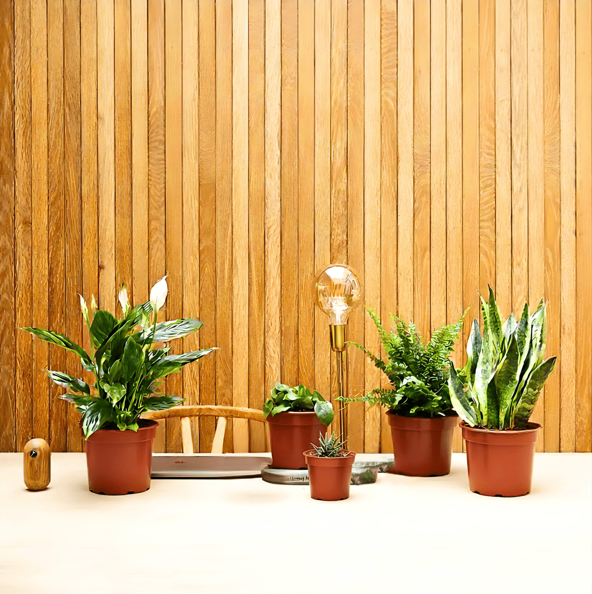 Desktop Plants Bundle | Snake Plant 40 - 60cm, Boston Fern 20 - 25cm, Peace lily 50 - 60cm, Pilea 15 - 20cm & Zebra Cactus 10 - 15cm - Greensouq -