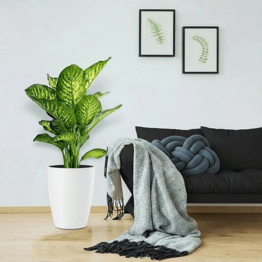 Dieffenbachia Seguine Or Maroba - Greensouq -