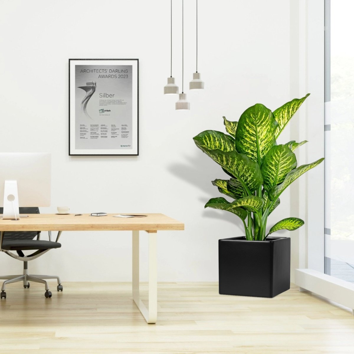 Dieffenbachia Seguine Or Maroba in Grp Square Pot - Greensouq -