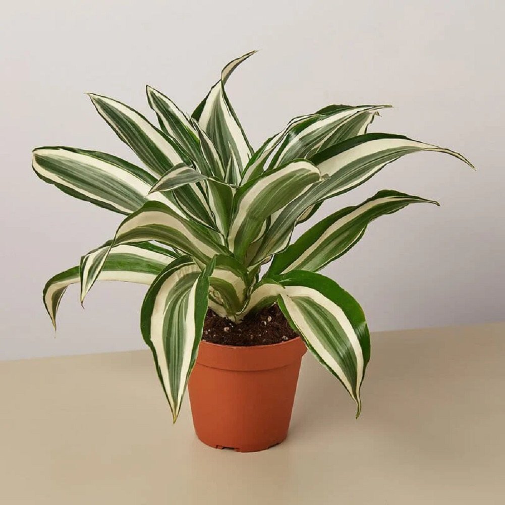 Warneckii Dracaena Deremensis - Greensouq -
