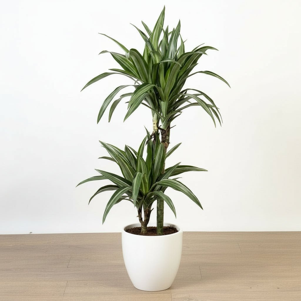 Dracaena fragrans deremensis "Ulises" - Greensouq -