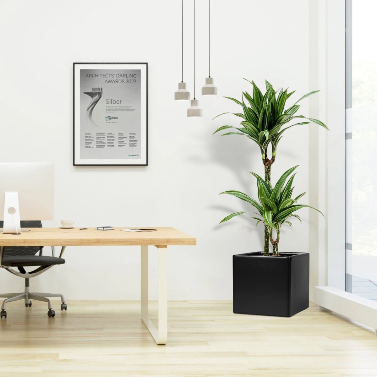 Dracaena Fragrans Deremensis "Warneckei" in Grp Square Pot 40x40 - Greensouq -