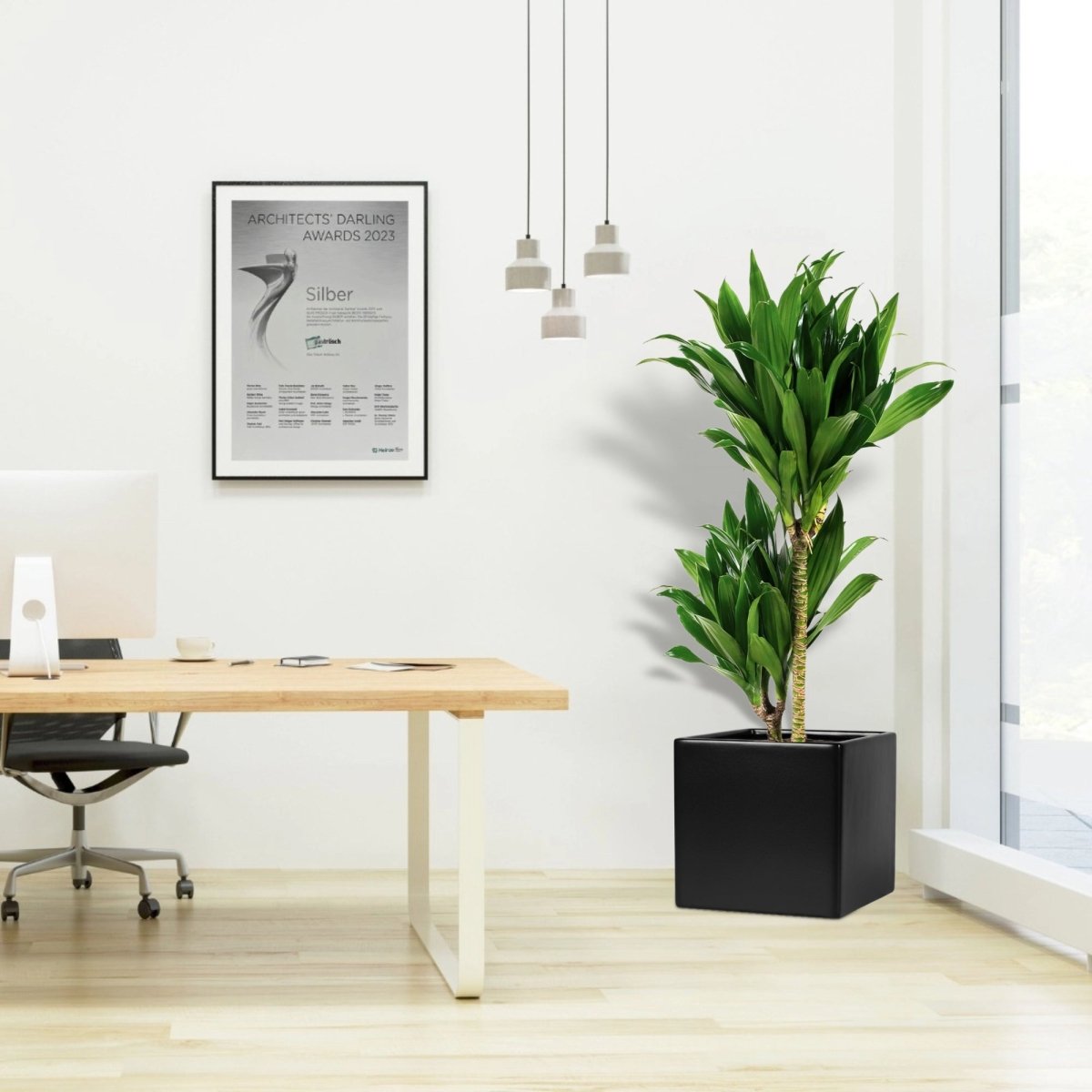 Dracaena fragrans "Janet Craig" in Grp Square Pot 40x40 - Greensouq -