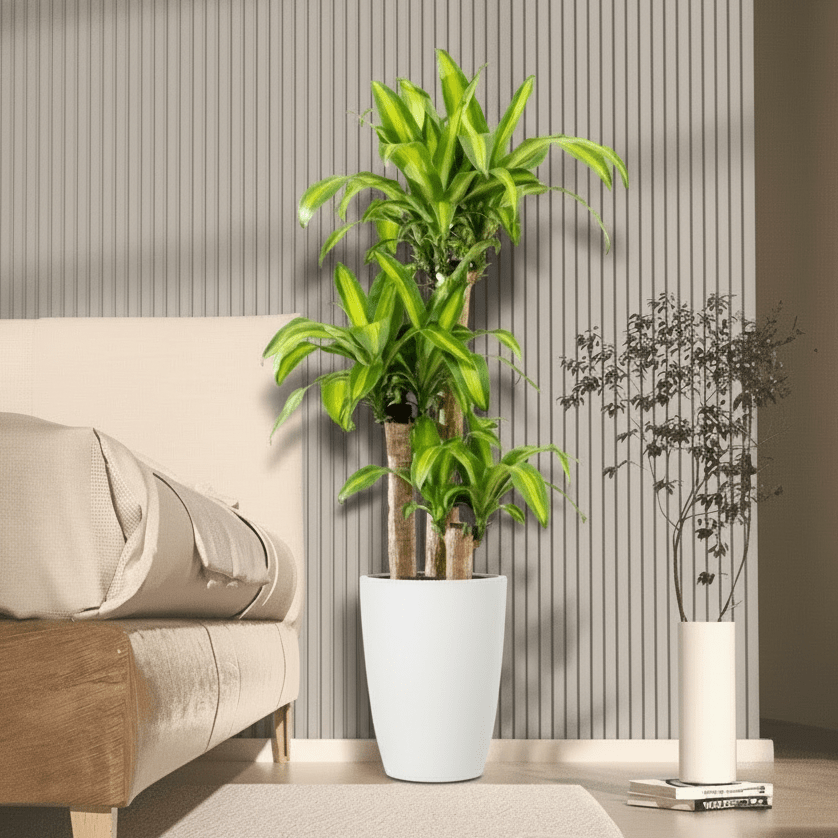 Dracaena Fragrans "Massangeana" - Greensouq -