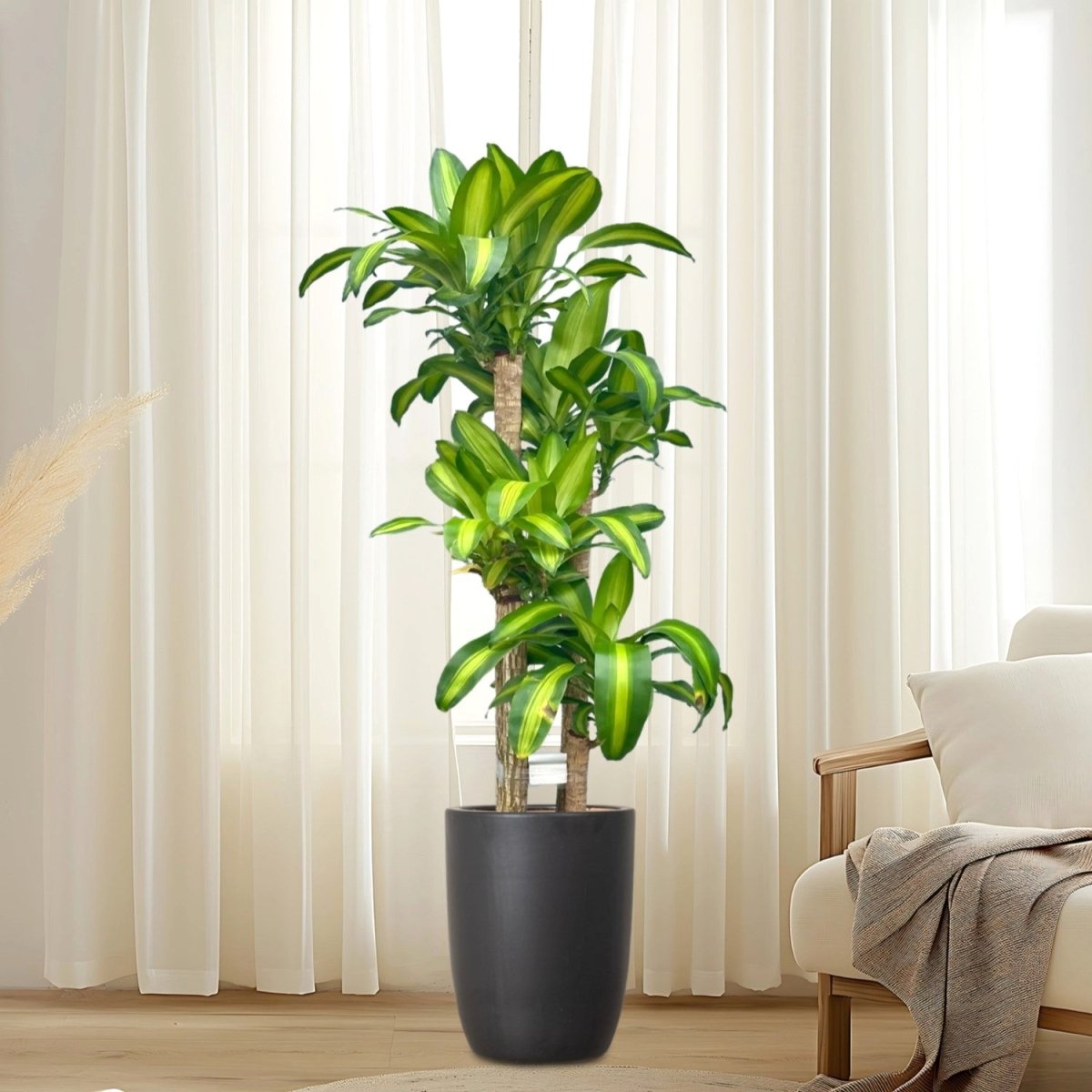 Dracaena Fragrans "Massangeana" - Greensouq -