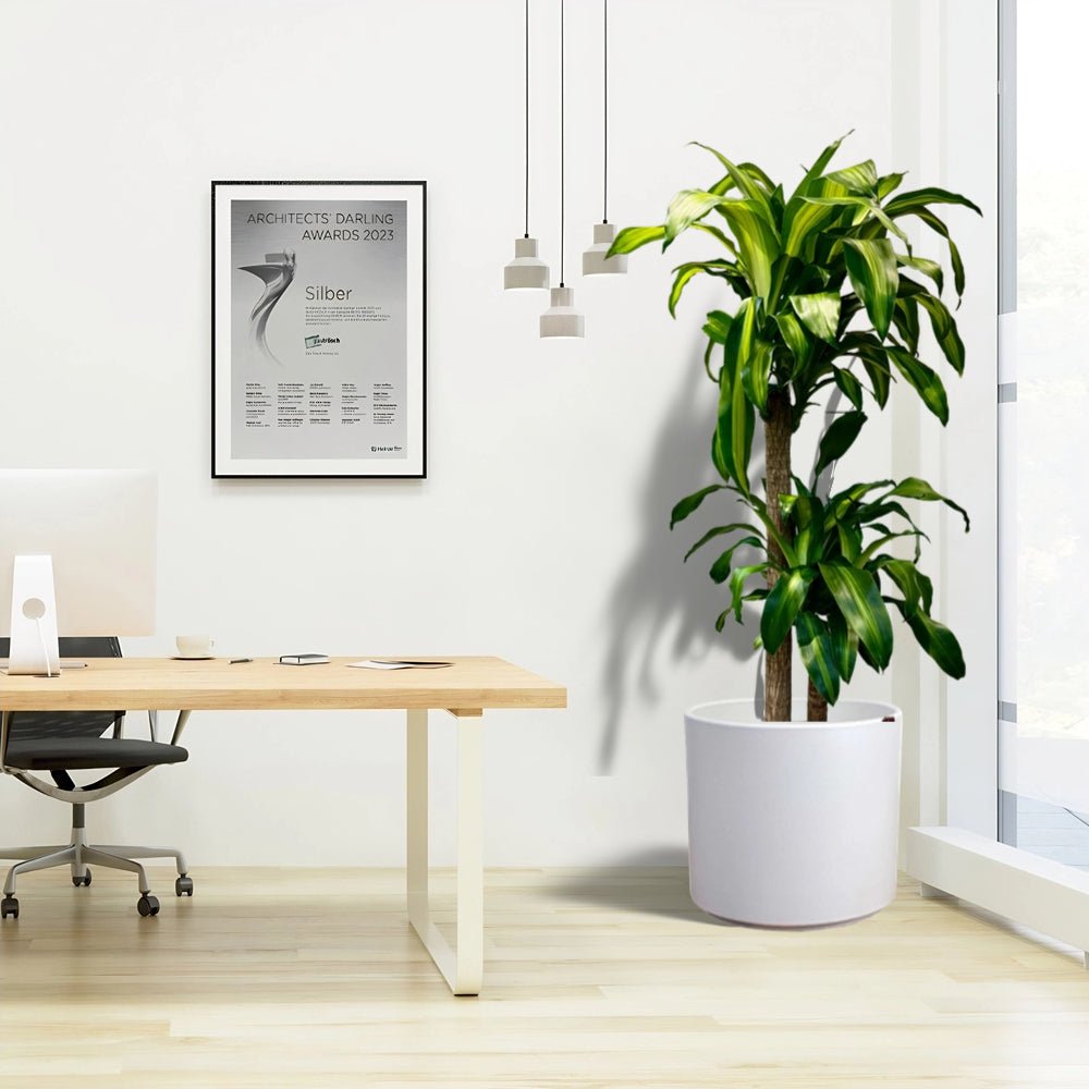 Dracaena fragrans Office Plant - Greensouq -