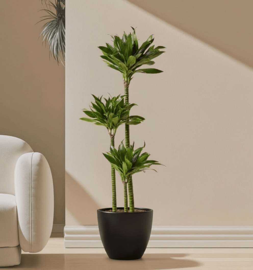 Dracaena Fragrans Or Compacta - Greensouq -