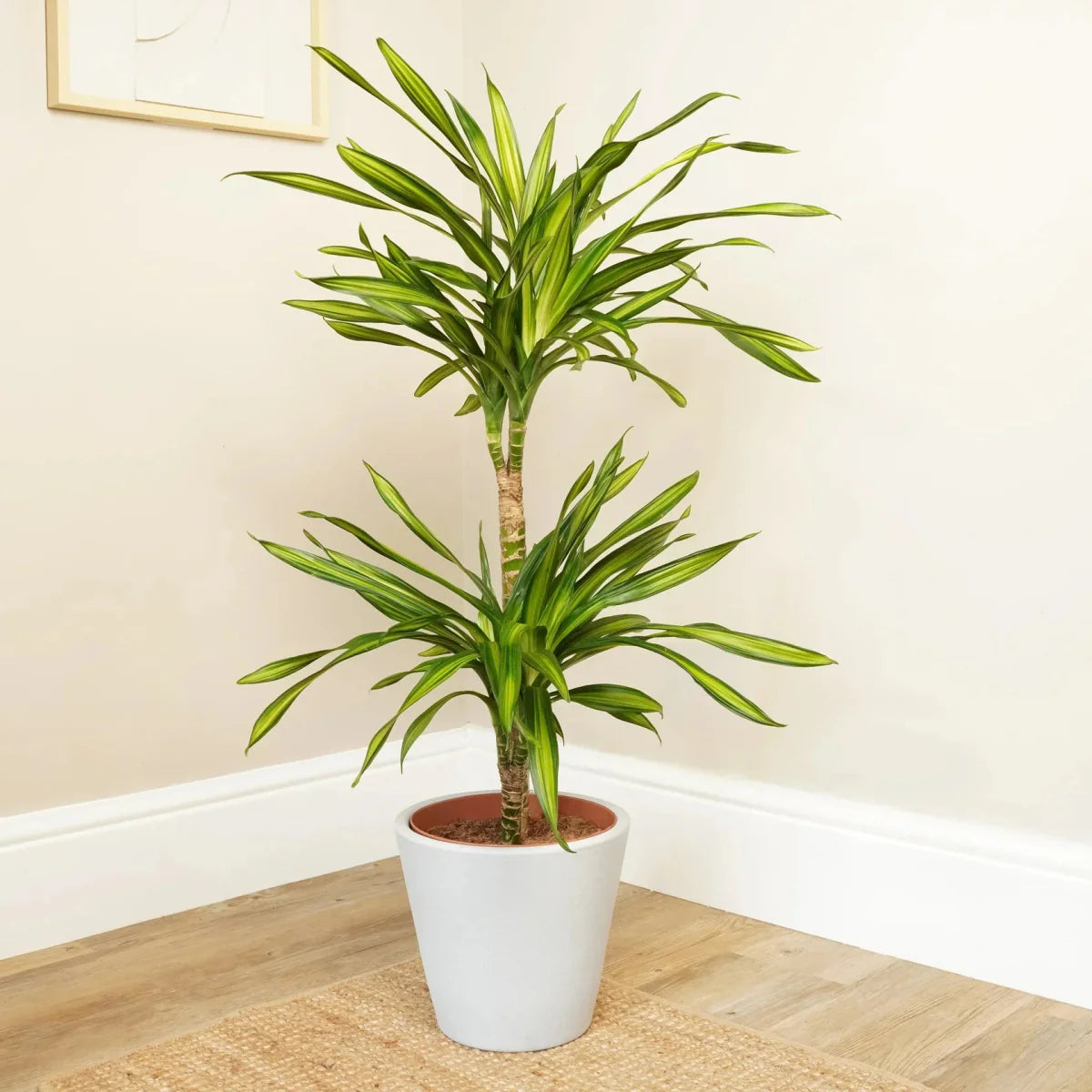 Dracaena fragrans Or Riki - Greensouq -