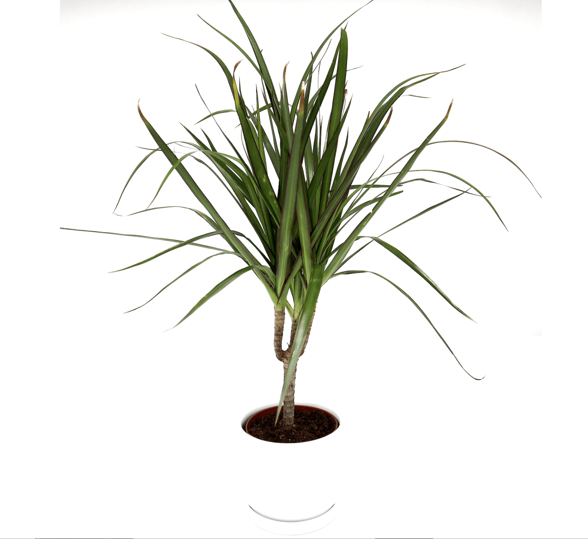 Dracaena Marginata 40 - 50cm - Greensouq -