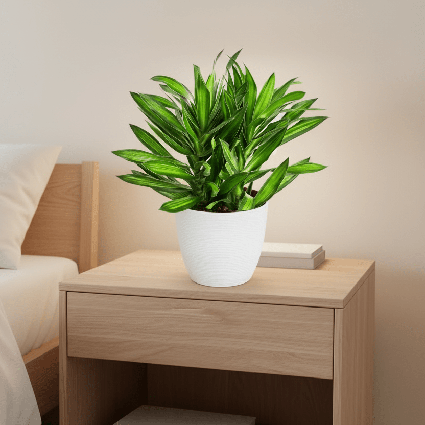 Dragon Tree - Song of Jamaica / Dracaena Genus - Greensouq -
