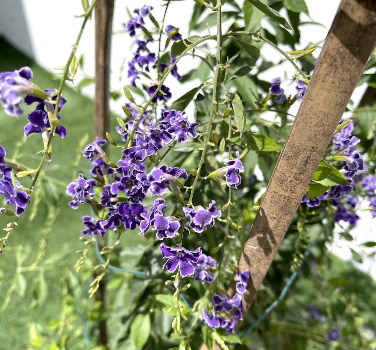 Duranta erecta or Duranta Green 0.7 - 1.0m - Greensouq -