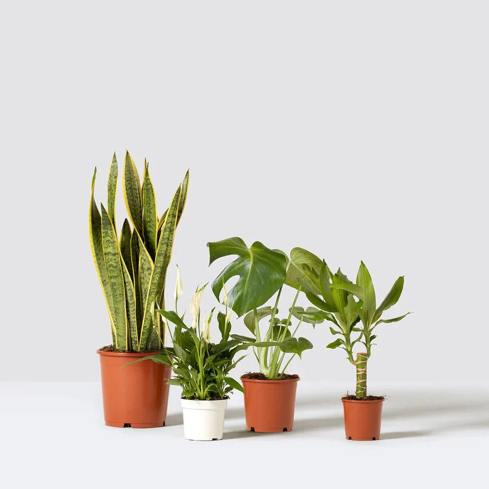 Easy - Care Indoor Plant Quad (Snake Plant 40 - 60cm, Peace Lily 30 - 40cm, Monstera Deliciosa 50 - 60cm, and Dracaena Fragrans - Gold Coast 30 - 40cm) - Greensouq -