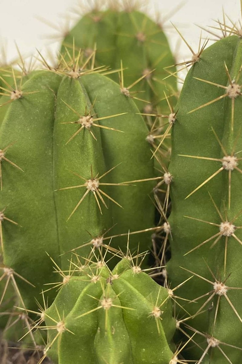 Echino Cactus - Greensouq -