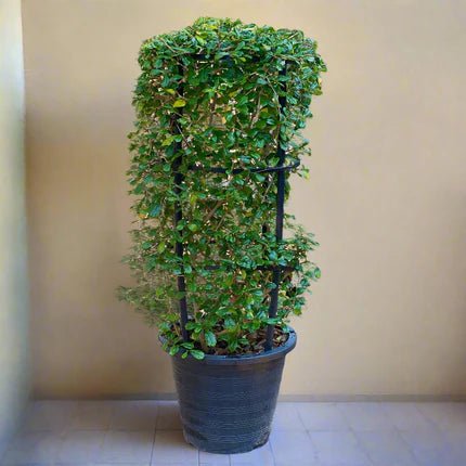 Ehretia 4 stick "Ehretia Microphylla" Fukien Tea Plant 60 - 80cm - Greensouq -