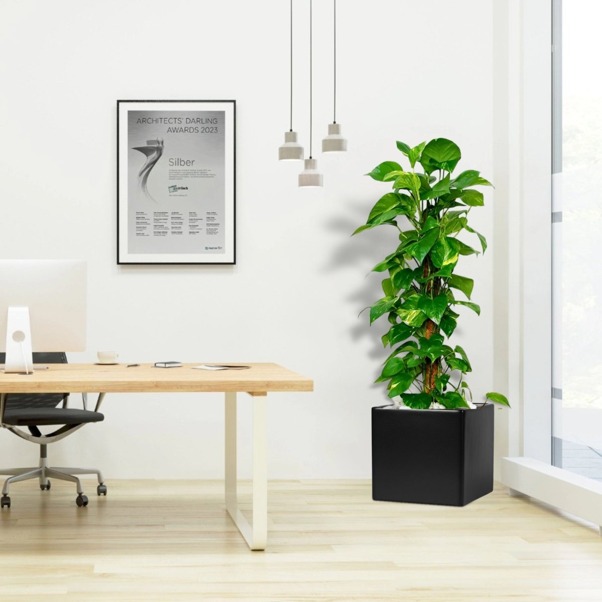Epipremnum aureum or Money Plant كرمة المال in Grp Square Pot 40x40 - Greensouq -