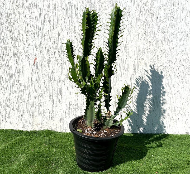 Euphorbia Trigona | Candelabra Cactus 0.6 - 0.8m - Greensouq -