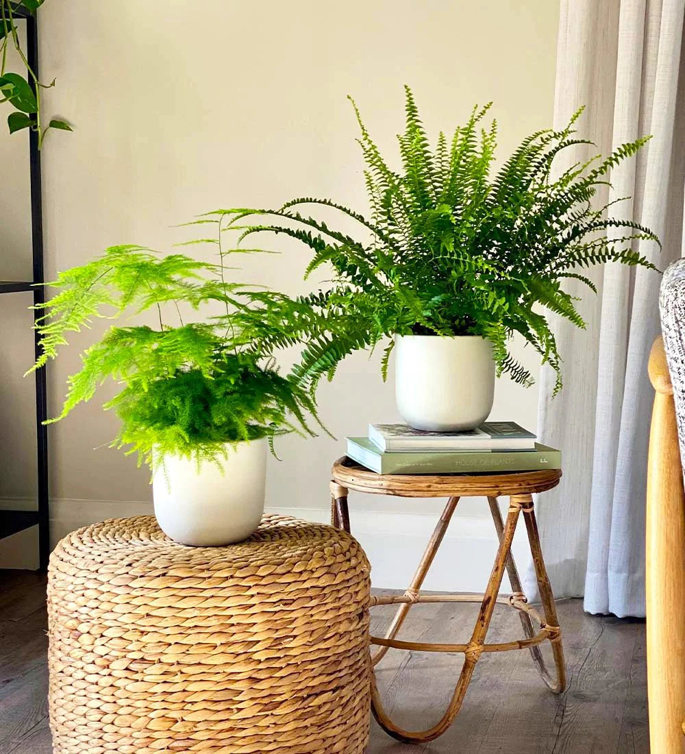Fern Pair - Greensouq -