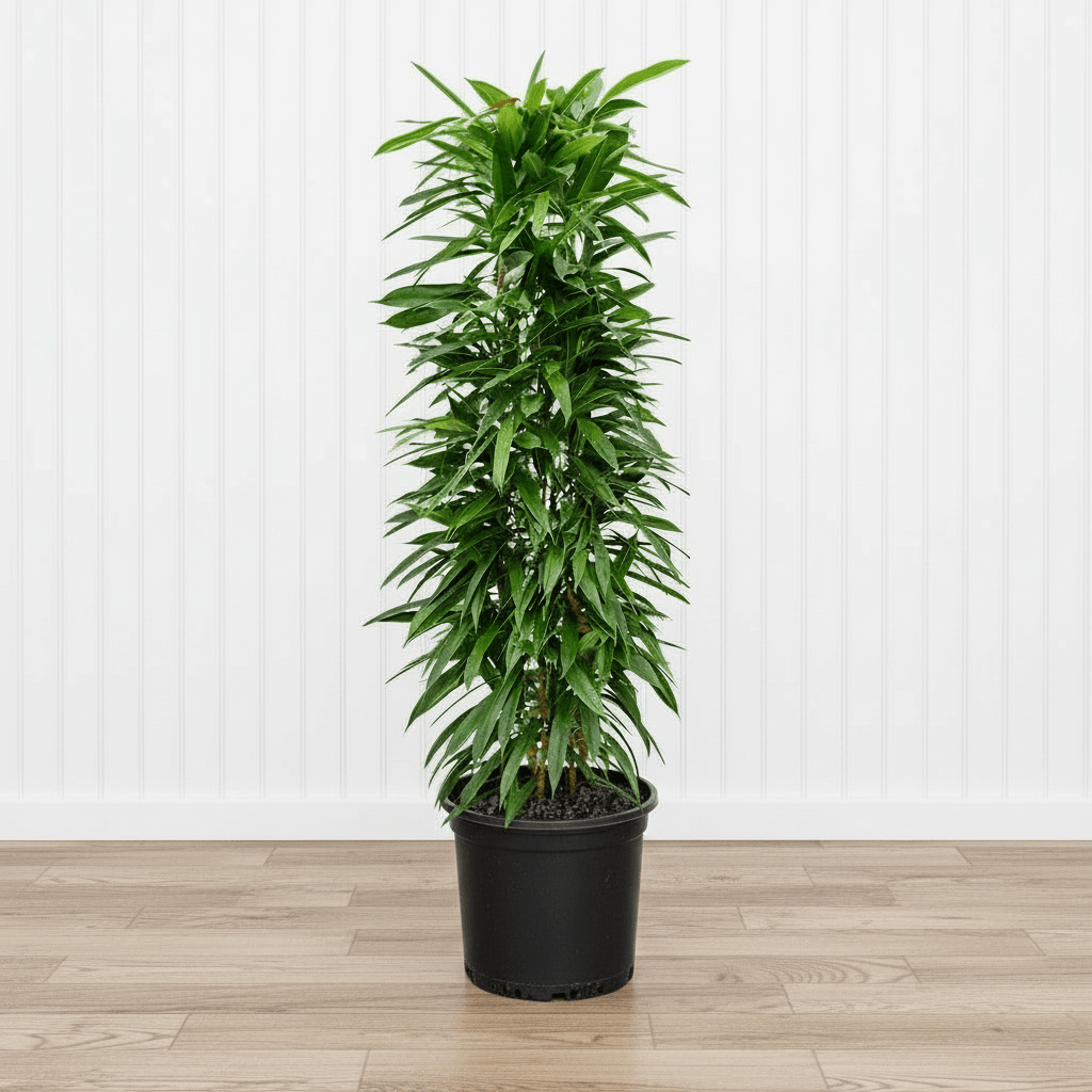 Ficus Amstel King 1.0 - 1.2m - Greensouq -
