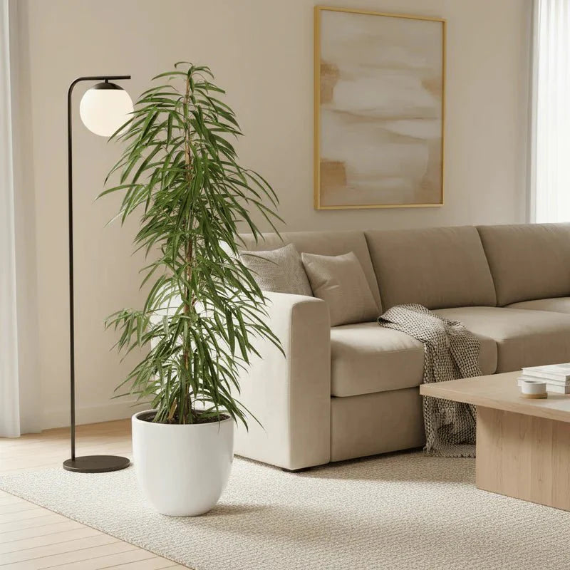 Ficus Amstel Queen 120 - 150cm - Greensouq -