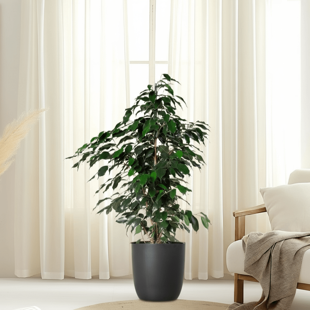 Ficus Benjamina 'Danielle' Holland - Greensouq -