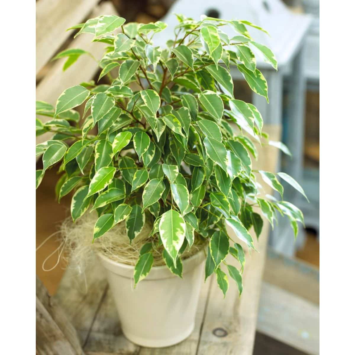 Ficus Benjamina Or Kinky - Greensouq -