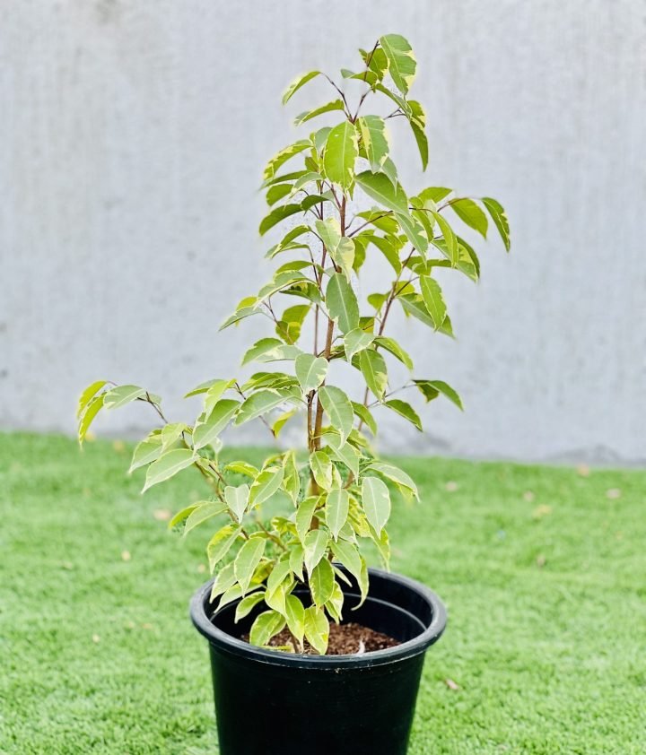Ficus benjamina variegata "Variegated Weeping Fig" 35 - 50cm - Greensouq -