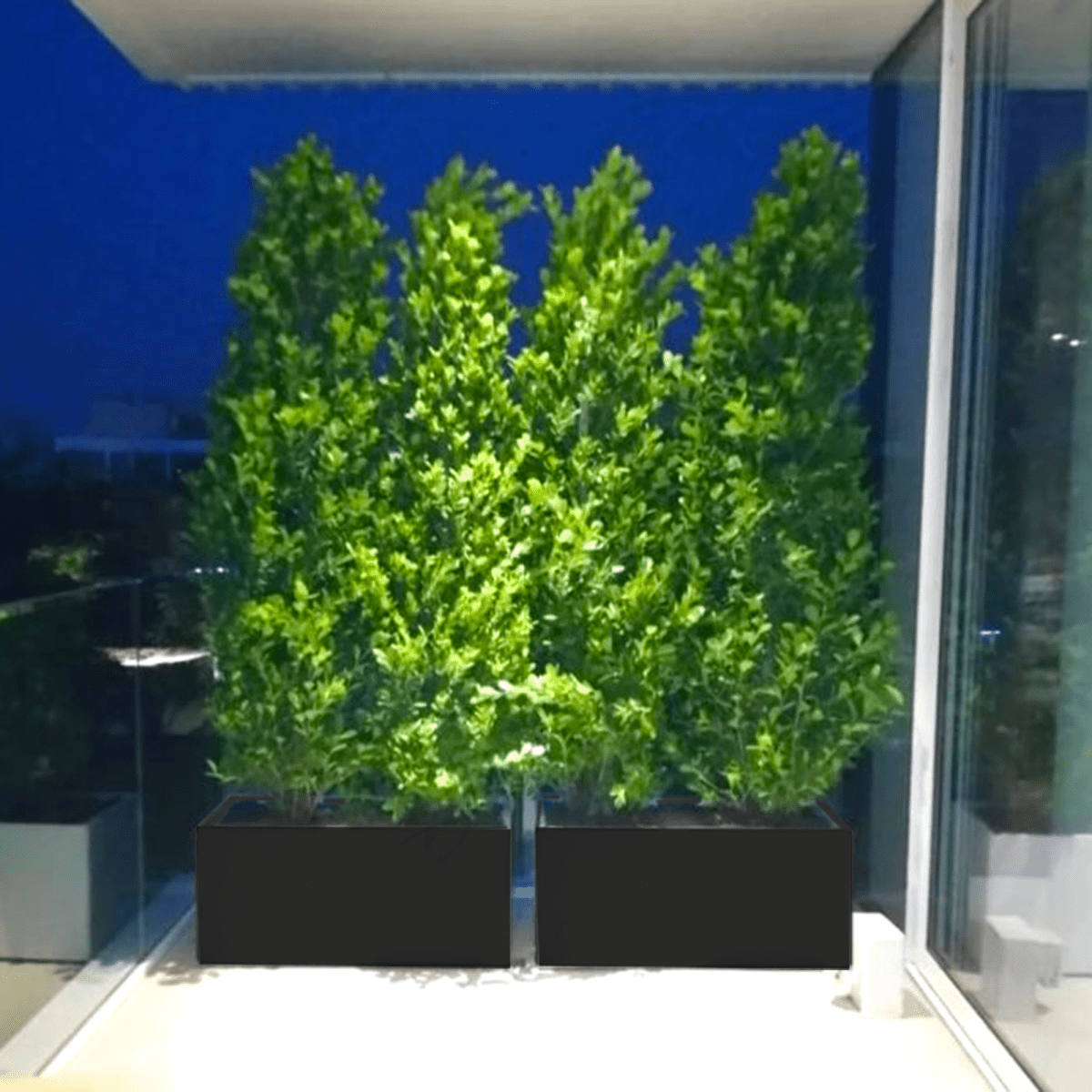 Ficus Cone 1.8 - 2m in Fiber Glass Pot (GRP) (100x40x40) - Greensouq -