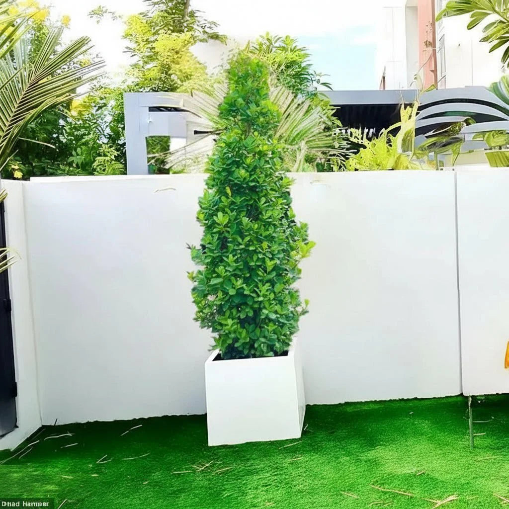 Ficus diversifolia / Ficus Cone Shape - Greensouq -