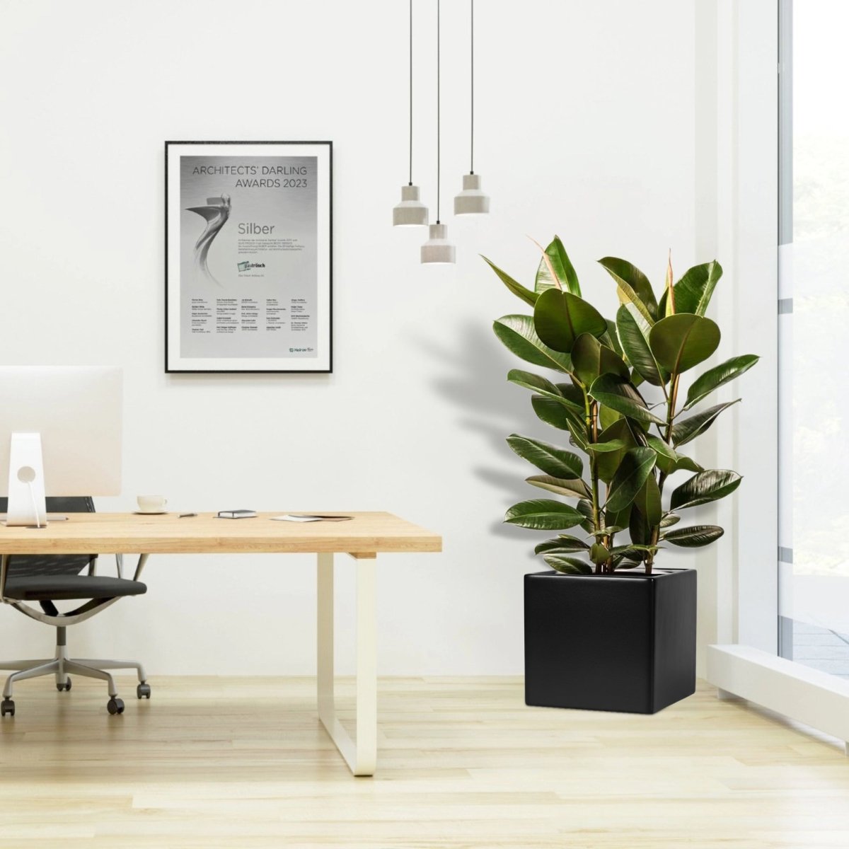Ficus Elastica "Abidjan" or Rubber Plant in Grp square Pot 40x40 - Greensouq -