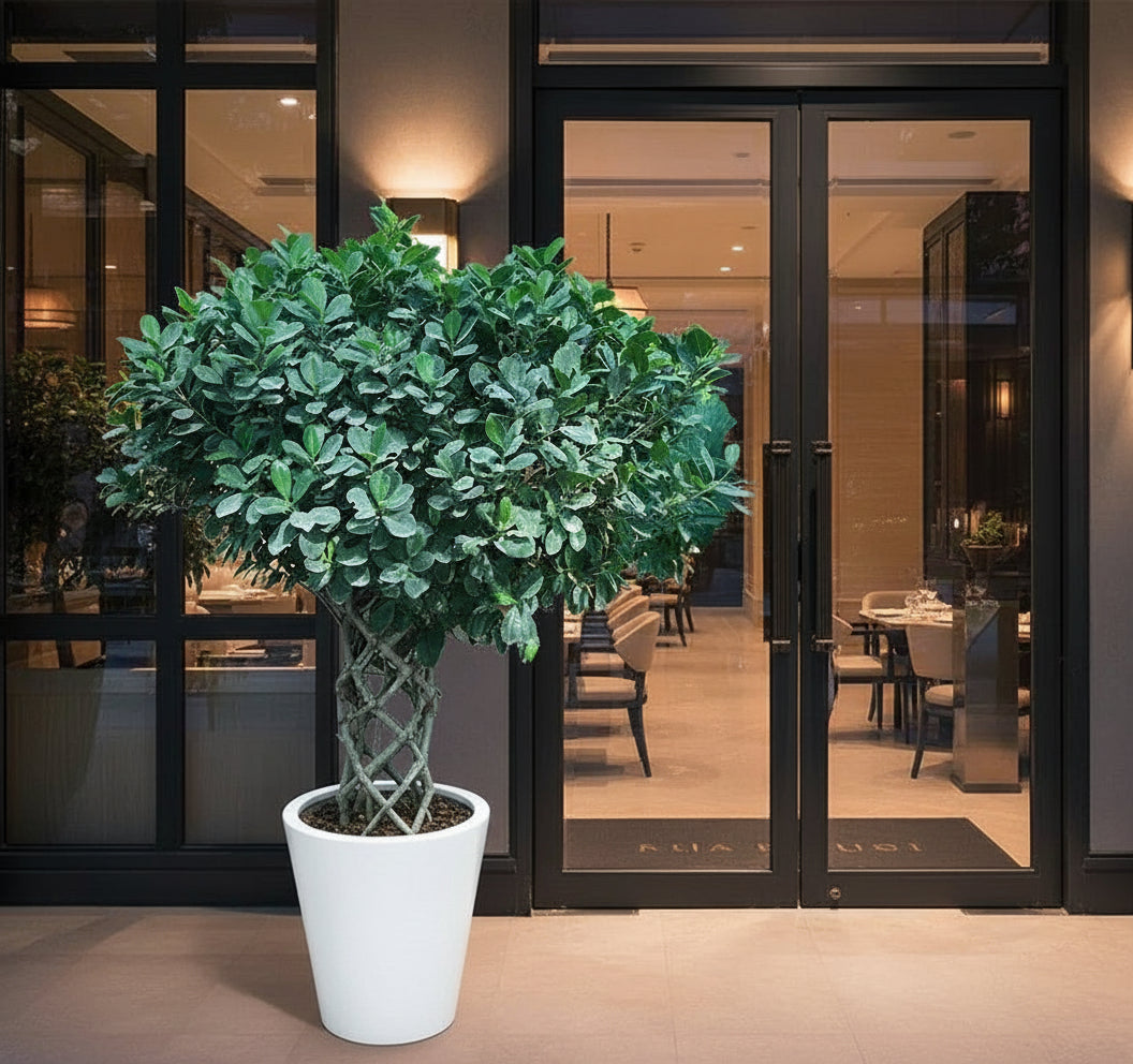 Ficus Panda "Cage Shape" 1.4 - 1.6m - Greensouq -