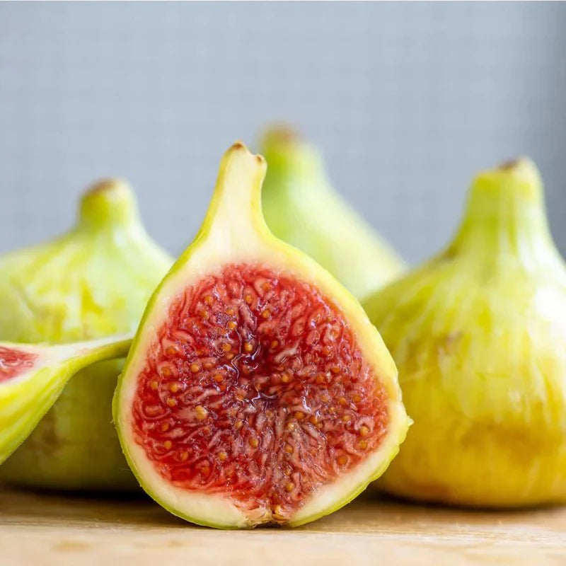 Fig Tree White 1.5 - 2.0m شجرة التين - Greensouq -