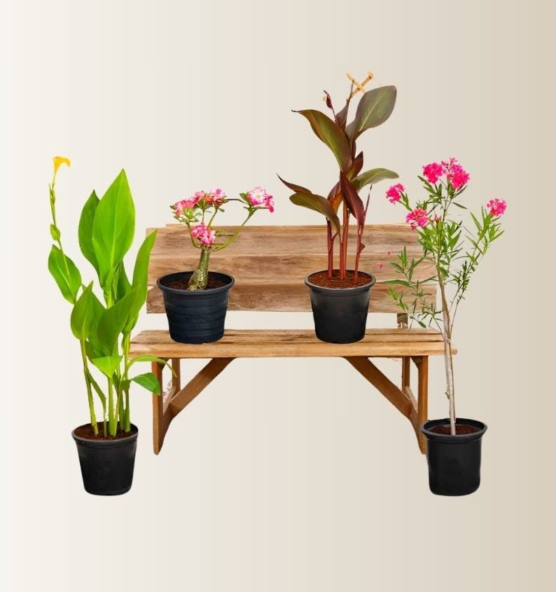 Flowering Plant Bundle (Desert Rose | Oleander | 2xCanna Lily 30 - 50cm) - Greensouq -