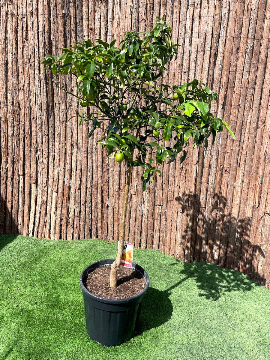 Fortunella margarita Tree "Kumquat" 1.5 - 1.8m - Greensouq -