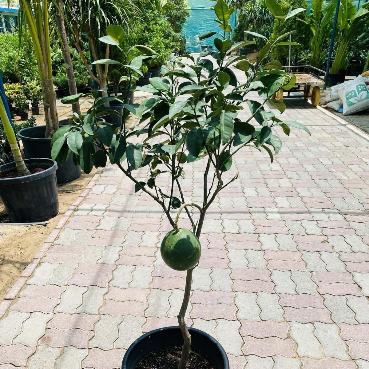 Grape fruit Tree |1.2 - 1.5m شجرة الجريب فروت - Greensouq -